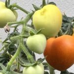 Bioinspired hadisə kamerası həndəsə istifadə edərək tam vibrasiya trayektoriyasını izləyir