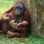 Kainatın ən güclü teleskopu