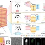 Təkcə sinir böyümə faktoru sağlam siçanlarda osteoartrit kimi oynaq dəyişikliklərini tetikler