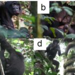 Webb planetlər və ulduzlar arasındakı bölücü xətti yenidən müəyyənləşdirir