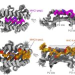Araşdırmalar göstərir ki, insanlar obyektləri görmək və təsəvvür etmək üçün eyni neyronlardan istifadə edirlər