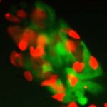 AMOC-un dağılması Cənubi Okeanı karbon mənbəyinə çevirə bilər və qlobal istiləşməyə 0,2°C əlavə edə bilər