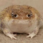 Uşaqlıq dövründə demensiya beyin hüceyrələrində necə başlayır