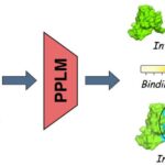 Kvant vaxtını laboratoriyaya gətirmək — tək bir saat eyni anda həm gənc, həm də yaşlı işləyə bilər