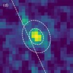 Kaşalot balinalarının klikləməsi insan nitqinə bənzər qaydalara əməl edir