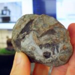 Daimi selektivliyə və tənzimlənən keçiriciliyə malik bitki mənşəli su membran filtrləri CO₂