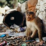 Qədim əkinçilik ipuçları nəhayət bəşəriyyətin ən vacib buğdasının ilk harada ortaya çıxdığını ortaya çıxara bilər