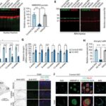 Ultrasürətli nanomaqnetizmdə həddindən artıq sabitlik daha sürətli məlumat saxlama texnologiyalarının inkişafına kömək edir