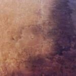 Arılar qarışqa-bitki ortaqlığına girərək 10 milyon illik qarşılıqlı əlaqəni pozurlar