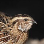 Köpəklərdə Addison xəstəliyi geninin kəşfi insanlara da kömək edə bilər