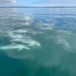 Quşlarda cinsi əlaqə və valideyn davranışları demoqrafik göstəricilərdən asılıdır, əksinə deyil