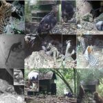 Nanoalmazı güclü təzyiq altında saxlayın və o, elastik olur