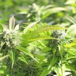 Qələvi sement plitələr körpə mərcanların sağ qalmasını 12%-dən 52%-ə qədər artırır