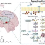 Afrika qurbağaları buz dövrünü unutmayıblar. Alimlər onların harada yaşadıqlarına görə bunu deyə bilirlər.