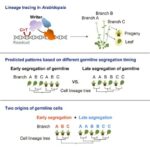 Mühəndisləşdirilmiş tütün zavodu psilosibin və DMT də daxil olmaqla beş psixodelik istehsal edə bilər