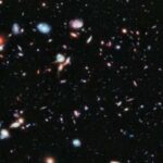 Əlil tutuquşu “dimdiklə döyüş” romanı sayəsində qrupunun məğlubedilməz alfa erkəyi oldu