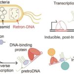 Xəyal hissəcikləri: Qaranlıq şüalanma neytrinlər kimi maskalanmış ola bilər