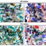 Süni intellekt modelləri mövcud olmayan görüntülərin vizual anlayışını saxtalaşdıra bilər