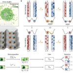 Kvant vaxtını laboratoriyaya gətirmək — tək bir saat eyni anda həm gənc, həm də yaşlı işləyə bilər