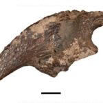 Alimlər San-Fransisko körfəzinə girən boz balinaların təxminən 18%-nin orada öldüyünü aşkar ediblər.