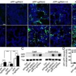 Təhlillər göstərir ki, məşhur süni intellekt çatbotları tibbi dezinformasiyanı inamla yayır