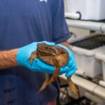 Araşdırma göstərir ki, xərçəngkimilərin ikonik yan yeriyişi ortaq əcdaddan təkamül keçirib