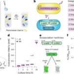 Xəyal hissəcikləri: Qaranlıq şüalanma neytrinlər kimi maskalanmış ola bilər