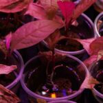 Atlantik cərəyan sistemi gözləniləndən daha sürətli zəifləyə bilər