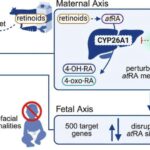 Yeni süni intellekt aləti aqressiv kiçik hüceyrəli ağciyər xərçənginin müalicəyə cavab verib-verməyəcəyini proqnozlaşdırır