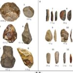 Məməli əcdadlar yumurta qoyublar və bu 250 milyon illik fosil bunu sübut edir.