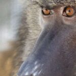 Metal ehtiyatları az olan ulduzun ətrafında fırlanan “İsti Yupiter” kəşf edildi