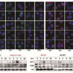 Gələcəyə nəzər salmaq üçün geriyə baxmaq: Qrip immunitetinə dair yeni anlayışlar