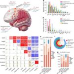 Mağara adamı mifini unudun: Neandertal beyinləri bildiyimizi düşündüyümüz şeylərə meydan oxuyur