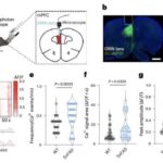 Araşdırma göstərir ki, üzvi maddələrin müxtəlifliyi dəniz həyatı üçün nə qədər dəmirin mövcud olduğunu müəyyən edir