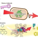 Oksigen sensoru amfibiyaların əzalarını niyə bərpa etdiyini, məməlilərin isə bunu edə bilmədiyini izah etməyə kömək edir