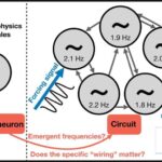 Peruda, Wari ərazisində Peru tüksüz itlərinin ilk fiziki sübutu aşkar edilib