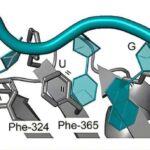 Zehni və fiziki xəstəliklər əl-ələ verir. Yeni bir genetik tədqiqat bunun səbəbini izah edir