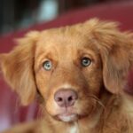 Efiopiyanın Afar Rifti 100.000 il əvvəl həyat və ölümə bir baxış təqdim edir