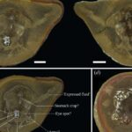 Zerdeçal və zəncəfil ekstraktı implantların bağlanmasını gücləndirə və bakteriyaların 92%-ni öldürə bilər