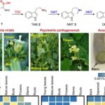 Dalinin “möhtəşəm” kəhrəba rəngi muzey şah əsərində qeyri-adi yaşlanmanı izah edə bilər