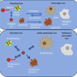 Sink-redoks qarşılıqlı təsiri: Hüceyrə zülalının keyfiyyətinə nəzarət üçün yeni bir açar