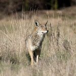 Tədqiqatlar göstərir ki, bakteriyalar hüceyrə membranlarına əbədi olaraq kimyəvi maddələr toxumaqdadır