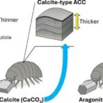 Yaralı kəllələrdən biri dinozavr şəfəqindən itkin düşmüş qatili və itkin düşmüş bir nəsli ortaya çıxarır