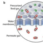 Məməli əcdadlar yumurta qoyublar və bu 250 milyon illik fosil bunu sübut edir.
