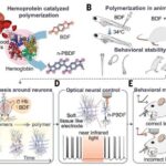 Dişi babun bədəninin sperma seçimində son sözə necə sahib olması