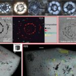 Arizona səhrasında kiçik qarışqalar canlı gigiyeniklərə çevrilir, daha böyük qarışqaların çənəsinin içinə dırmaşır və onları təmizləyirlər.