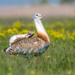 Həm bonobolar, həm də delfinlər “kənar insanlarla” gözlənilməz ittifaqlar qururlar