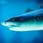 Yaz soyuqları yuva quran ağac qaranquşlarına zərər versə də, bəziləri dözümlülük nümayiş etdirir