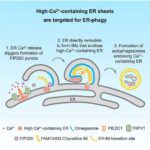 Alzheimer xəstəliyinin siçan modelində CBD-nin beyin zədələnməsini geri qaytardığı aşkar edildi
