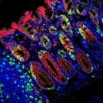Attosaniyədə zaman şkalasında tutulan elektronlar və ionlar arasında kvant dolaşıqlığı